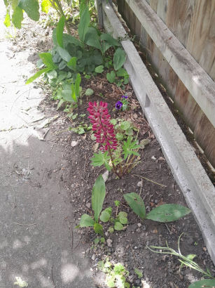 flowers